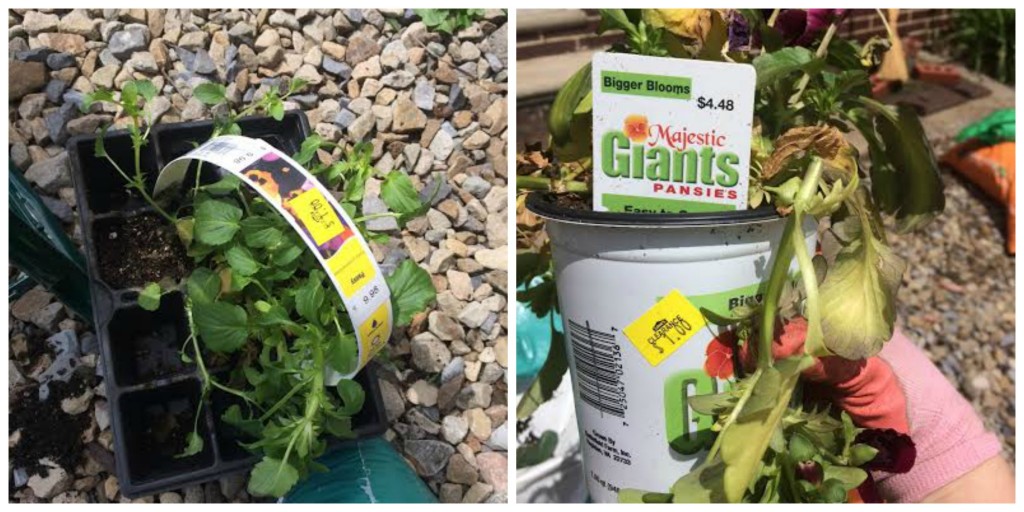 bargain plants ecoscraps