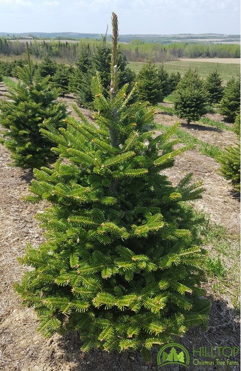 hilltop-christmas-trees-farm